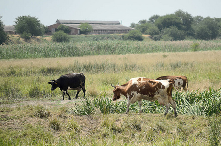 在草地上吃草的母牛