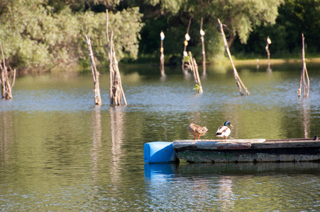 多瑙河上的鸭子