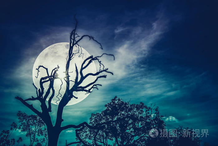 夜晚景观天空布满明亮超级月亮背后的死树的剪影