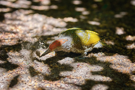 欧洲绿色啄木鸟