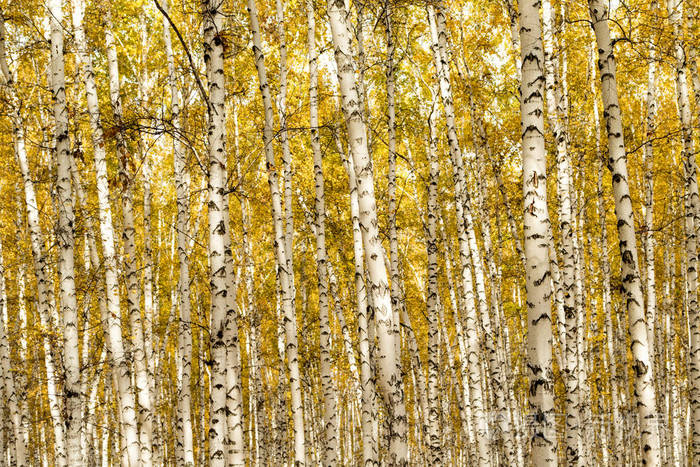 秋天,白桦林背景