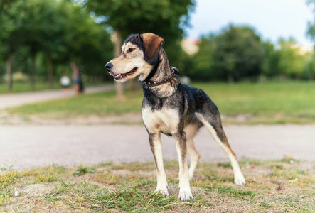 犬品种沙哑和英国猎犬