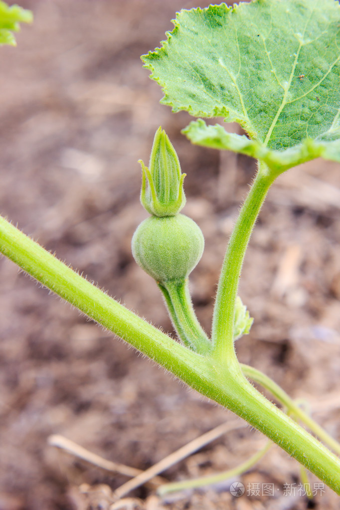 年轻的南瓜种植在花园里
