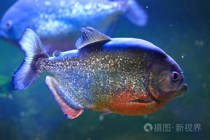 大食人鱼鱼照片 正版商用图片0rsgz5 摄图新视界 大食人鱼鱼照片 正版商用图片0rsgz5 摄图新视界