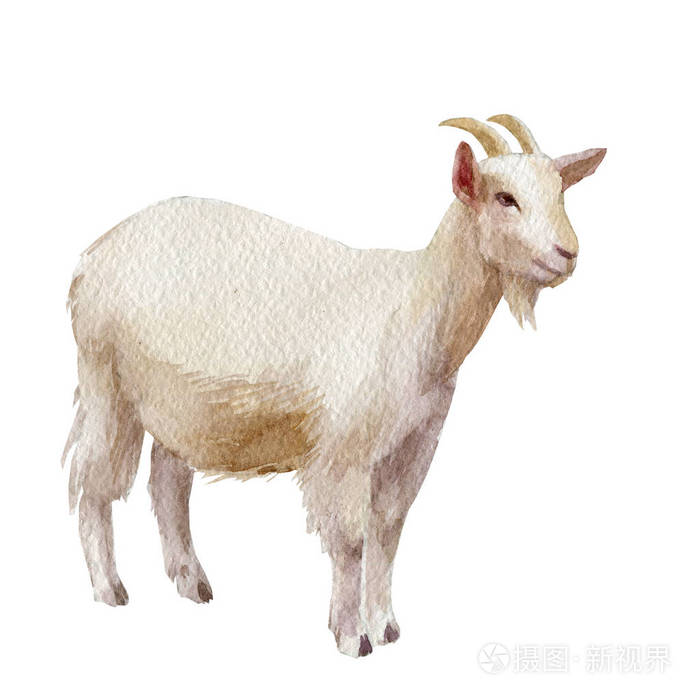 白色背景图上孤立的水彩单山羊动物照片 正版商用图片0rshh6 摄图新视界 白色背景图上孤立的水彩单山羊动物照片 正版商用图片0rshh6 摄图新视界