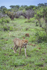 猎豹在南非克鲁格国家公园