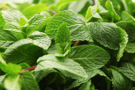 柠檬香风草图片