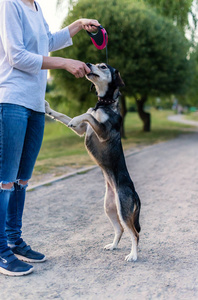 犬品种沙哑和英国猎犬