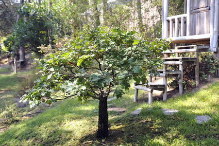 日本花园与竹小屋