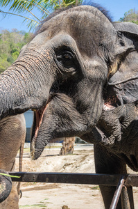 在泰国芭堤雅动物园的大象观