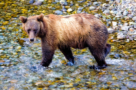 阿拉斯加的灰熊或棕熊鱼溪