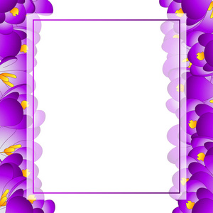 紫色番红花花横幅卡片. 矢量插图