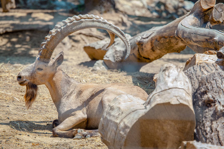 大长角山羊高山燕麦照片