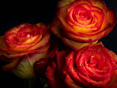 红色玫瑰花水珠图片