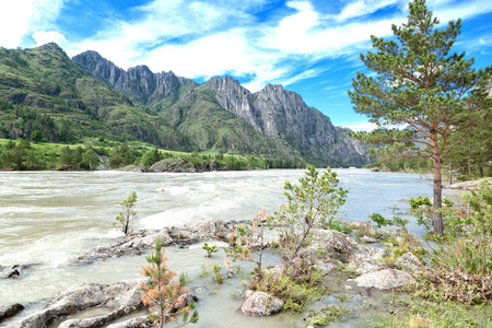 在夏天的美丽的山景观。阿尔泰山罗斯