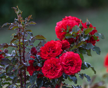 玫瑰纪念一束巨大的鲜红的花朵在盛开的照片, 在花园里生长, 明亮的