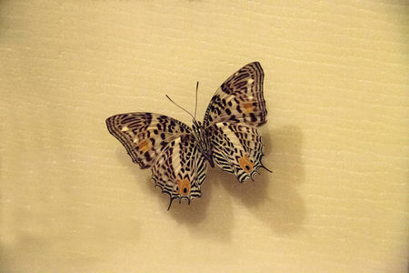 Baeotus 丢卡利翁蝴蝶下翼伸展在标本展示板上