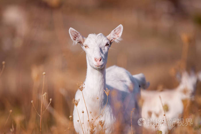 秋天的时间。一只年轻的白山羊吃高黄的干草