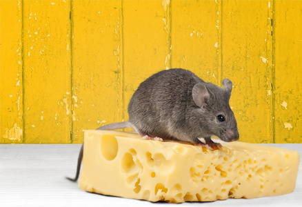 灰鼠形动物和奶酪