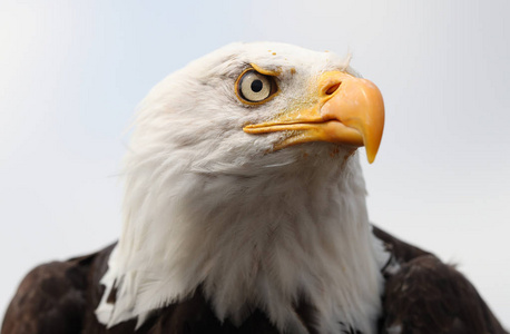 美国白头鹰的肖像