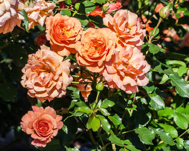 玫瑰 lambada 灌木大明亮的半特里橙花和芽, 玫瑰被阳光照亮, 一个夏天的一天, 植物生长在花园里, 盛开