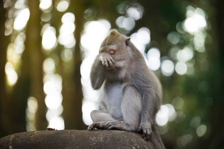 猴子设置肖像猕猴图片
