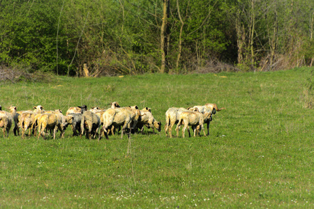 全景的景观与羊群放牧在绿色牧场在山上。年轻的白色, 蓝色和褐色的绵羊在农场放牧