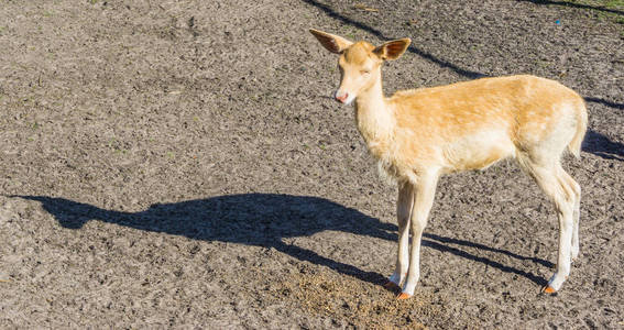 小可爱小鹿看对照相机在动物农场