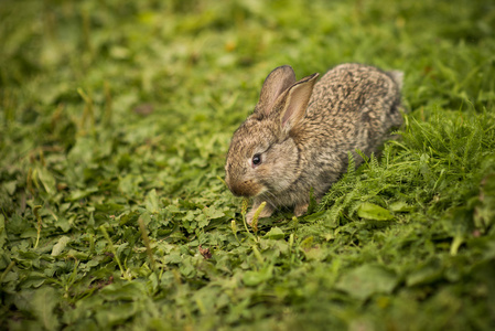 在绿色草地上的小兔子