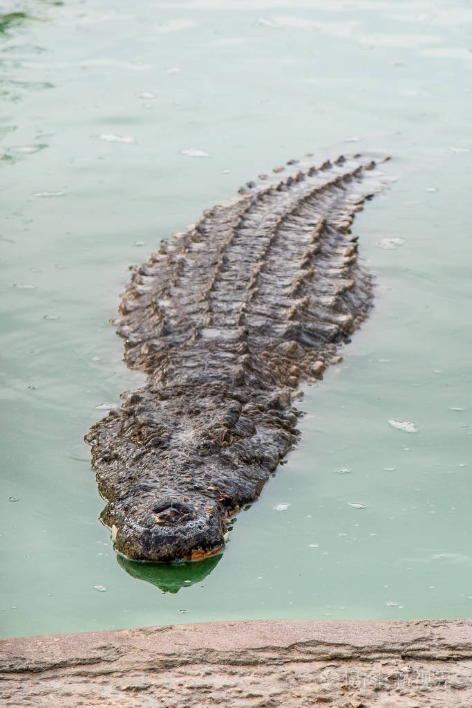 鳄鱼在绿水在突尼斯的鳄鱼农场