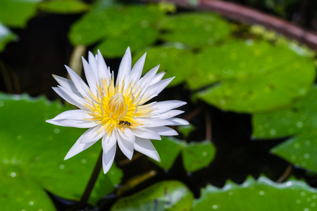 花园里的紫莲花花