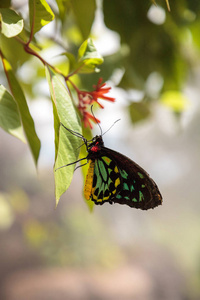 凯恩斯 birdwing 蝴蝶 Ornithoptera euphorion 栖息在花园的一棵树上。这个物种是澳大利亚特有的。