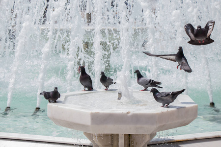 城市中的鸽子的喷泉旁