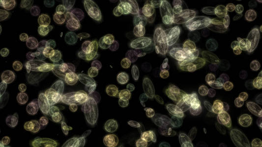 微生物在显微镜下观察