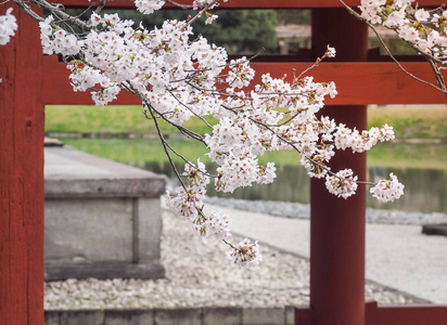 在日本的美丽樱花