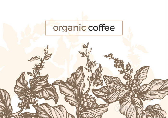 矢量图形咖啡树枝, 叶, 豆.