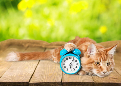 可爱的红色猫与时钟