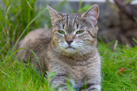 可爱毛茸茸的猫咪