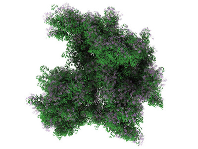 从顶视图上白色孤立的花丛 3d 渲染