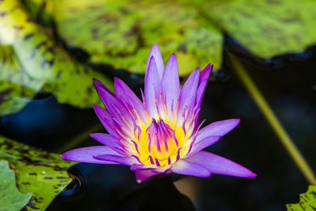 紫色睡莲或莲花朵鲜花，盛开在池塘上
