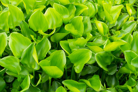 水生植物水葫芦绿色叶子图片