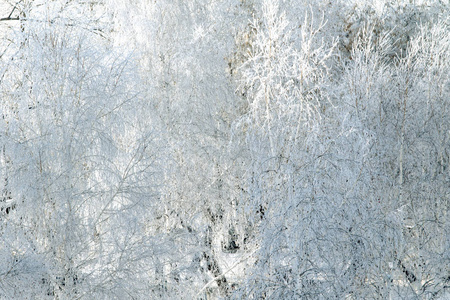 雪霜冬树