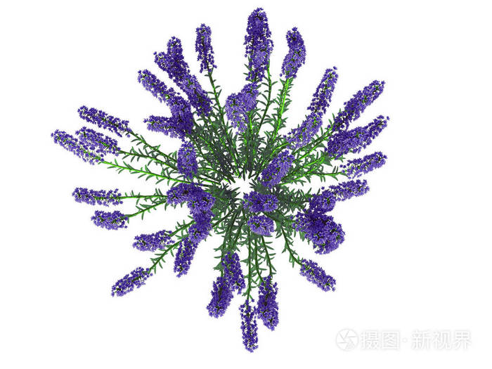 从顶视图上白色孤立的花丛 3d 渲染