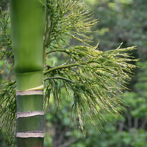 棕榈坚果阿雷卡