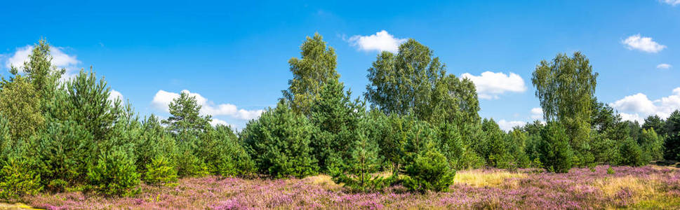 绿色的森林和石楠花 秋性质 全景 vista，波兰等领域