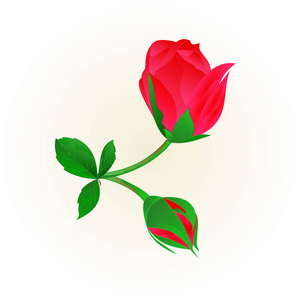 红玫瑰花蕾干叶子和花朵的老式矢量