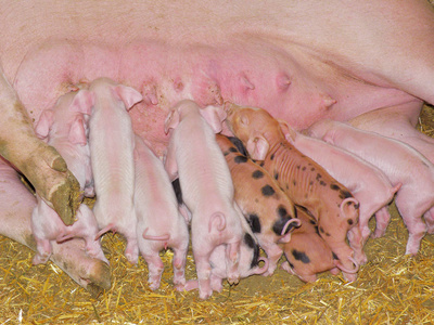 新生仔猪图片
