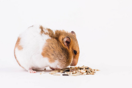 一只仓鼠使用粮食。白色背景上孤立