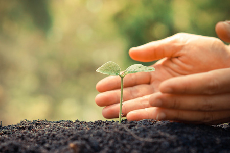 企业培育手成长和培育树照片