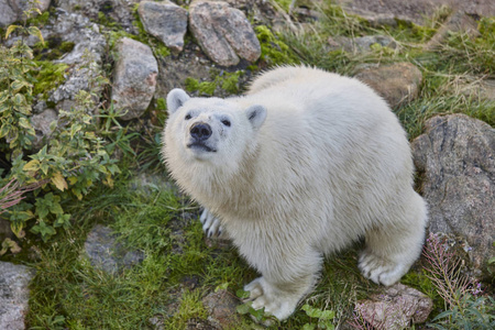 北极熊在荒野中。野生动物的背景。水平
